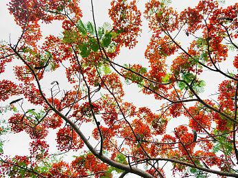 《塞尔达传说：王国之泪》曝光灾厄加侬新形象